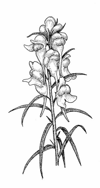 Львиный зев акварель