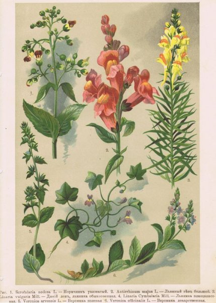 Antirrhinum Ботаническая иллюстрация