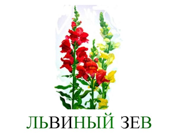 Львиный зев ботаника