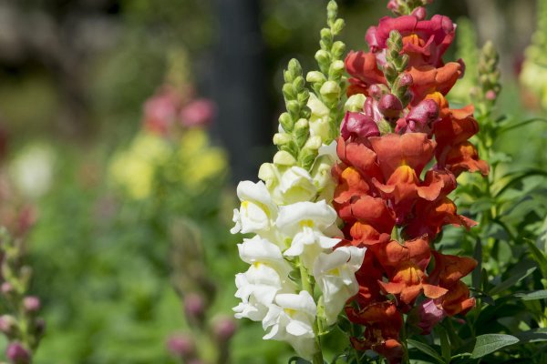 Antirrhinum Ботаническая иллюстрация