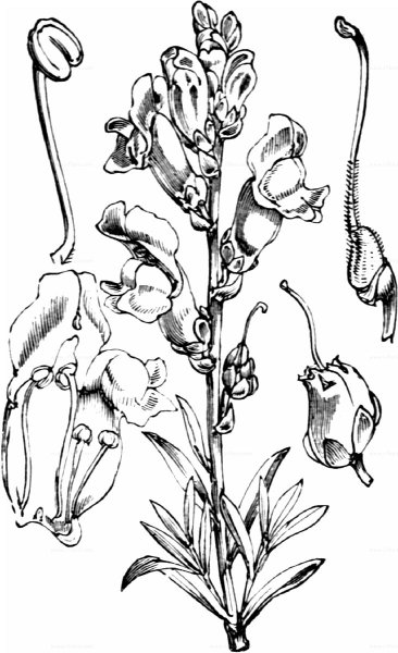 Львиный зев Ботаническая иллюстрация