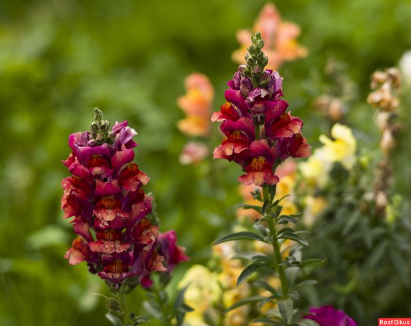 Antirrhinum Ботаническая иллюстрация