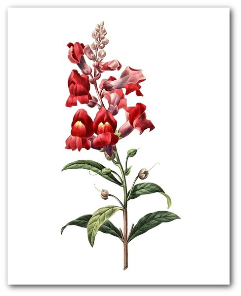 Львиный зев акварель