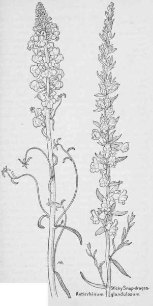 Львиный зев Ботаническая иллюстрация