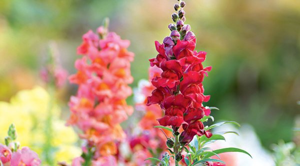 Цветы львиный зев акварель