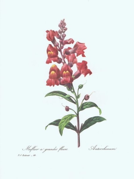 Ботаническое строение львиный зев