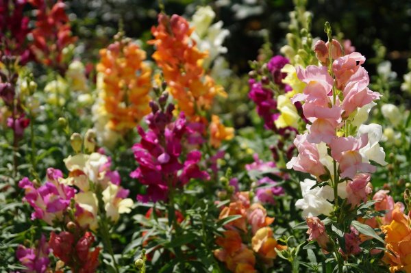 Львиный зев акварель