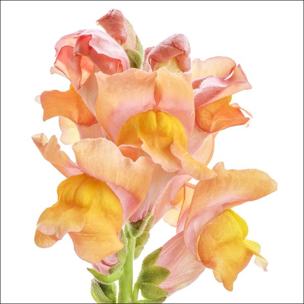 Львиный зев тивинтай