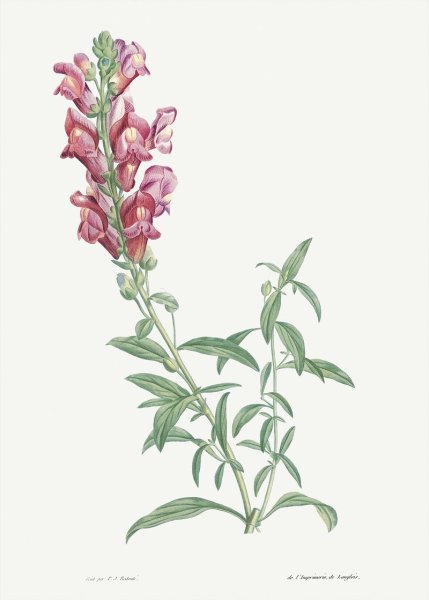 Леувенбек желтый