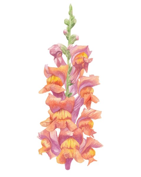 Антирринум Fuchsia