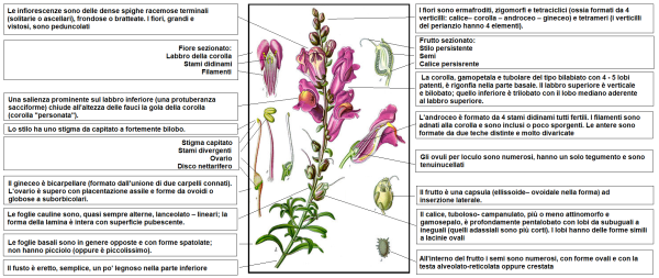 Львиный зев цветок белый
