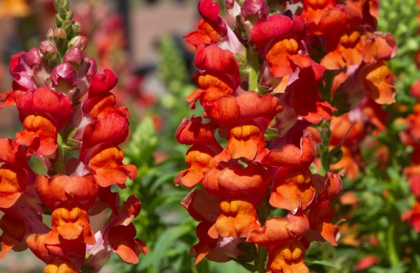 Львиный зев акварель