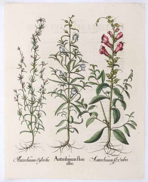 Львиный зев карандашом