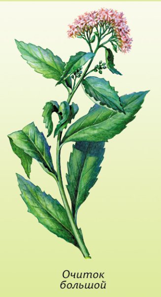 Изображение травы Очиток большой