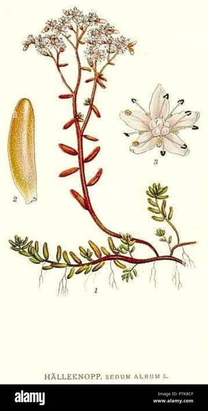 Очиток maximum