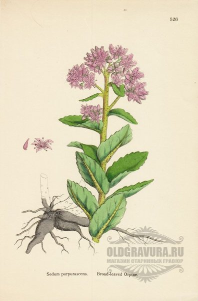 Очиток едкий гербарий