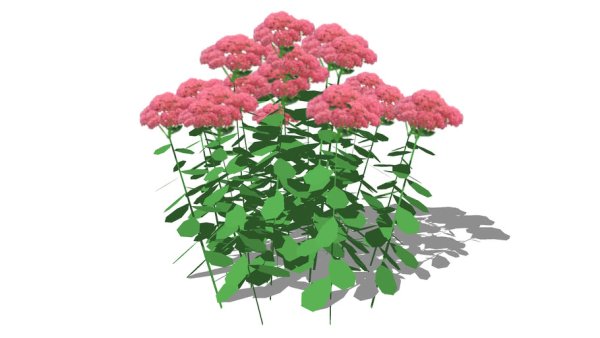 Очиток пурпурный гербарий