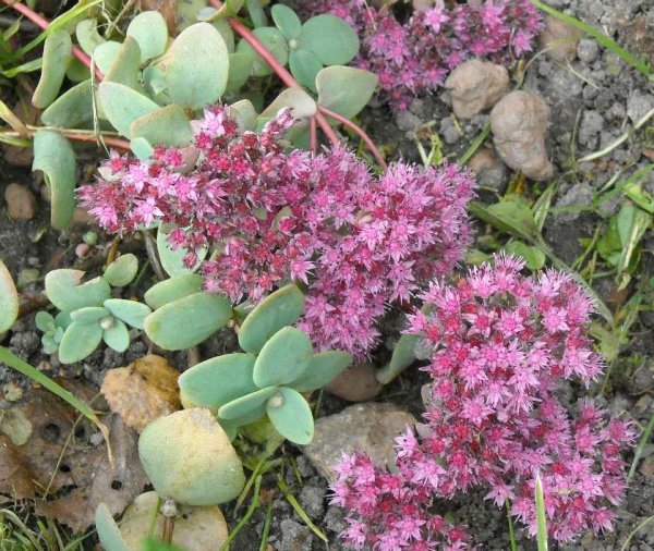 Очиток едкий рисунок