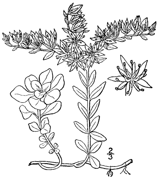 Очиток едкий рисунок