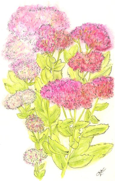 Очиток едкий гербарий