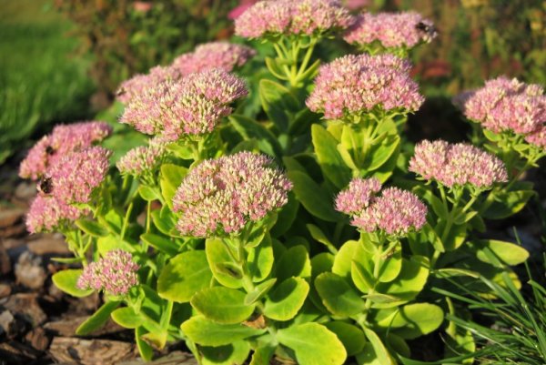 Картины из очитков