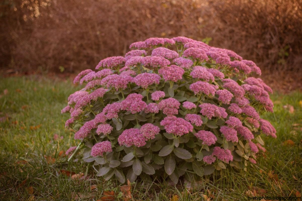 Очиток едкий трава лекарство