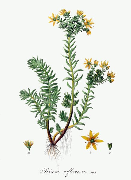 Родиола розовая Суккуленты