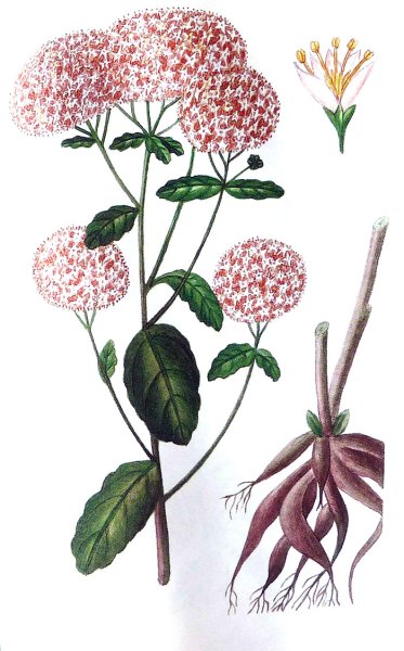 Очиток Ботаническая иллюстрация