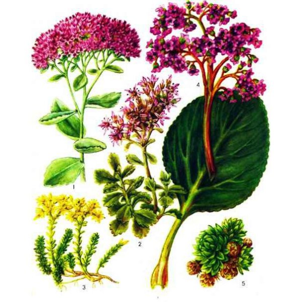 Очиток пурпурный Фармакогнозия