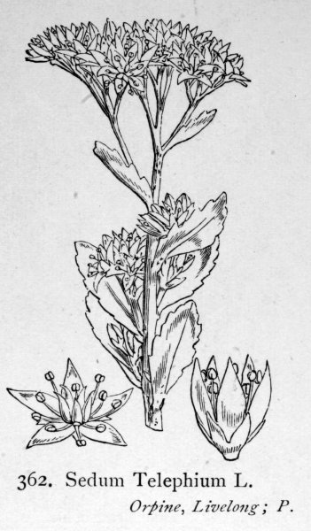 Очиток едкий рисунок