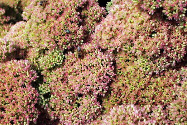 Очиток видныймрисунок