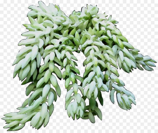 Седум Анакампсерос