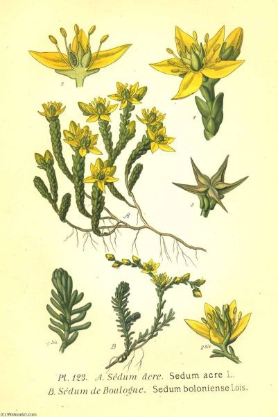 Очиток пурпуровый, заячья капуста, ТОЛСТОЛИСТНИК