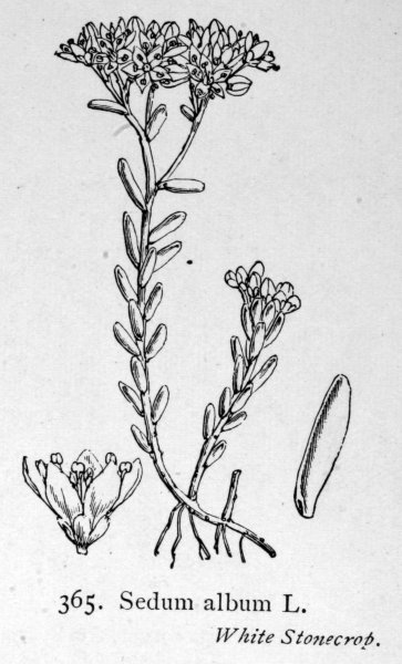 Очиток цветок рисунок