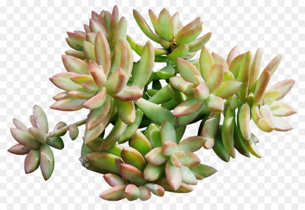 Очиток едкий Ботанический рисунок