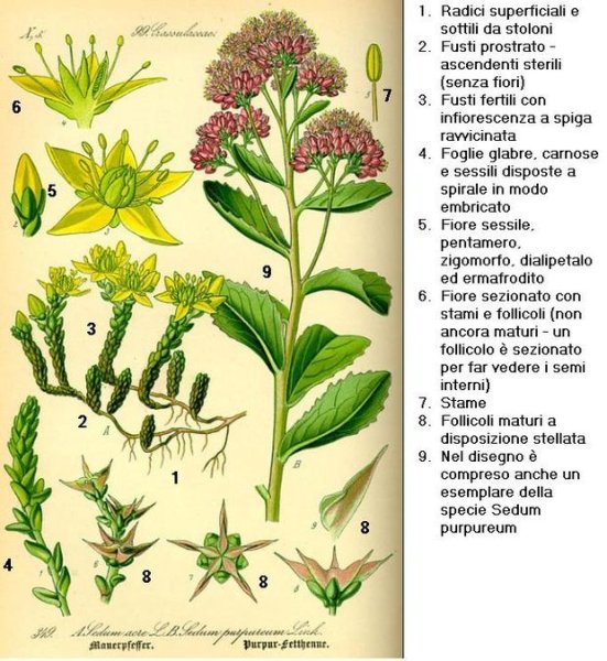 Хемитрихия ползучая