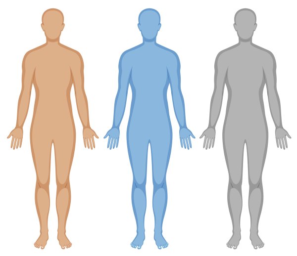 Анатомический силуэт человека