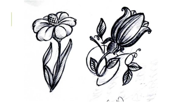 Зарисовки растительных форм