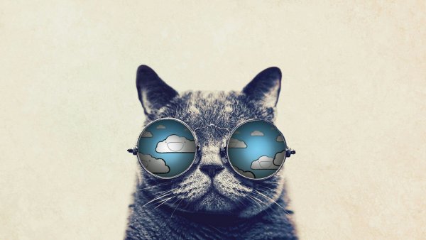 Крутые котики