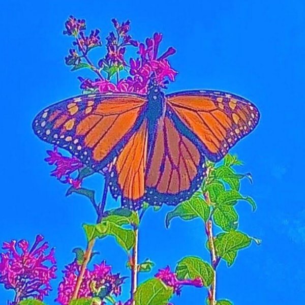 Инди КИД Эстетика