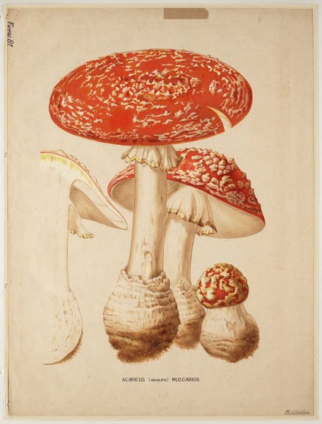 Эстетика мухомор инди КИД