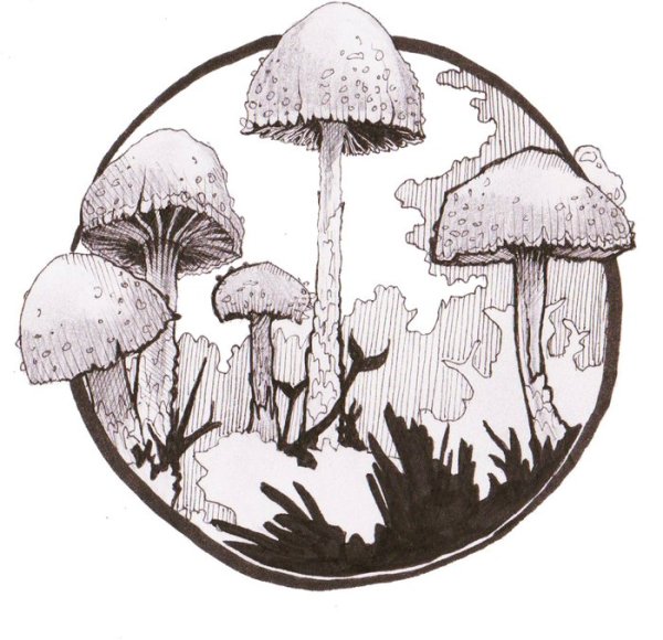 Грибы Графика