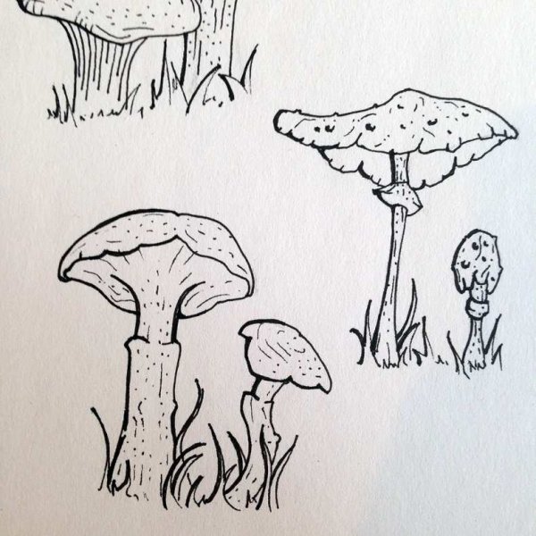 Зарисовки грибов