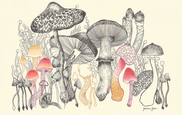 Грибы Графика