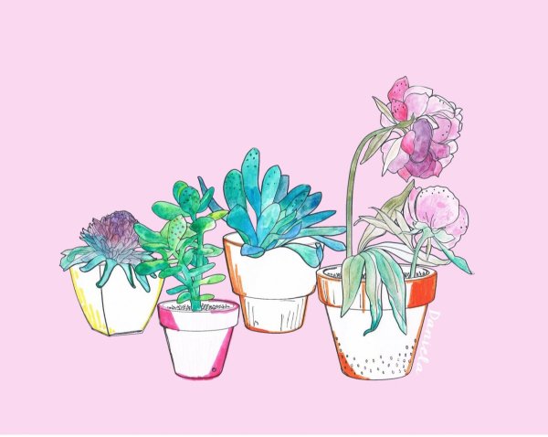 Растение в горшке арт