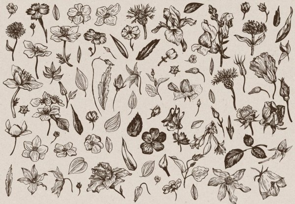 Растения для распечатки