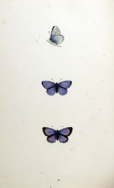 Бабочки Эстетика