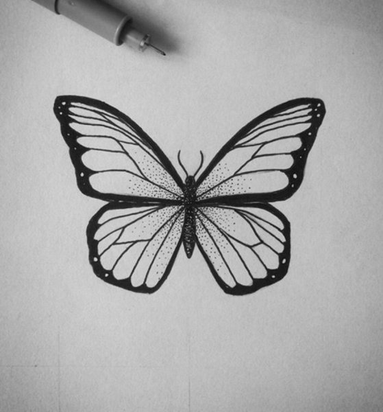 Бабочка эскиз