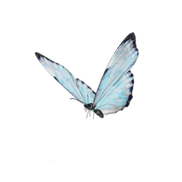 Бабочка на белом фоне Эстетика