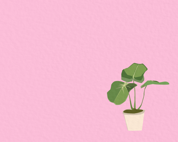 Цветы Минимализм